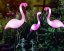 3x LED záhradná lampa Flamingos 54cm